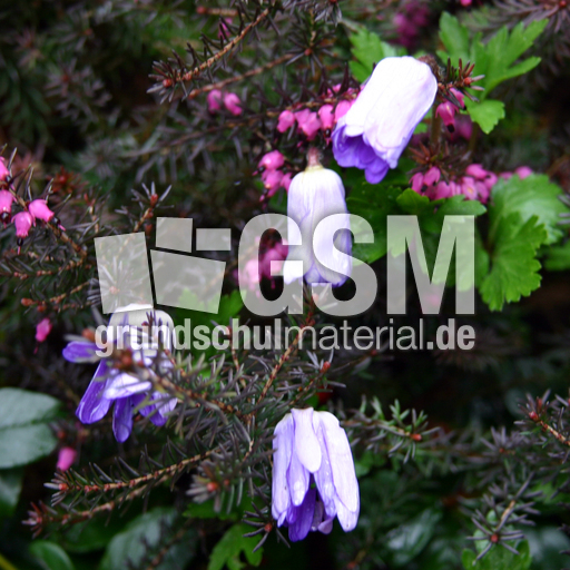 F-Anemone-bei Regen.jpg